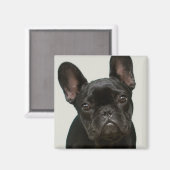 Aimant Chien de taureau français (Recto/Verso)