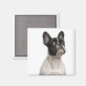 Aimant Chien de taureau français (5 mois) (Recto/Verso)