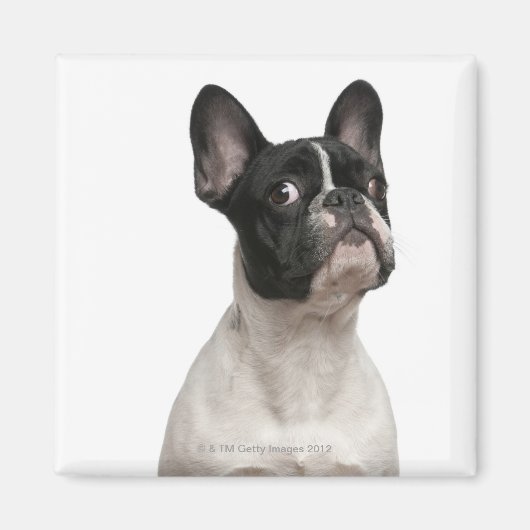 Aimant Chien de taureau français (5 mois) (Devant)