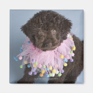 Aimant Chien d'eau italien (Lagotto) Chien