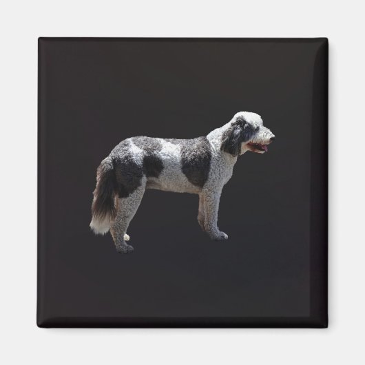 Aimant Chien d'eau portugais (Devant)