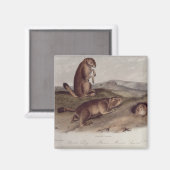 Aimant Chien des Prairies de 'Quadrupeds of North America (Recto/Verso)