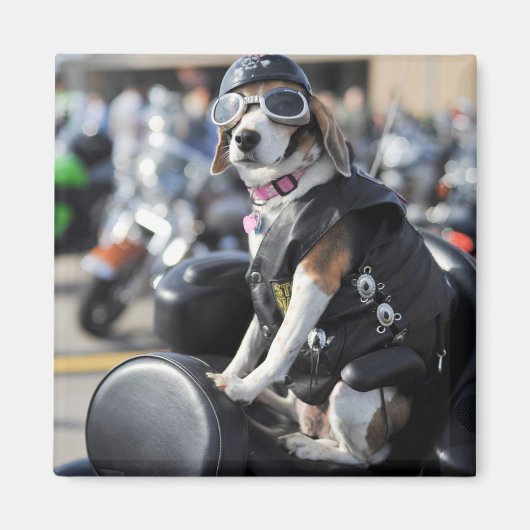 Aimant Chien drôle sur la photo de moto (Devant)