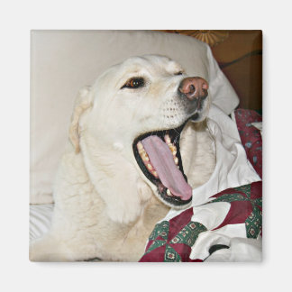 Aimant Chien endormi