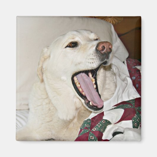 Aimant Chien endormi (Devant)