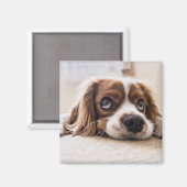 Aimant Chien Espagnol Coqueur Triste (Recto/Verso)