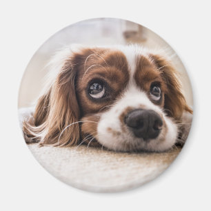 Aimant Chien Espagnol Coqueur Triste
