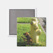 Aimant chien et hydratant (Recto/Verso)