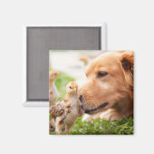 Aimant Chien et poussin (Recto/Verso)