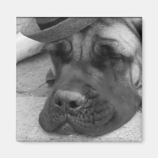 Aimant Chien fatigué (Devant)