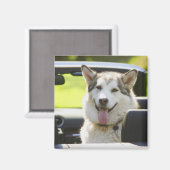 Aimant Chien Husky de convertible (Recto/Verso)