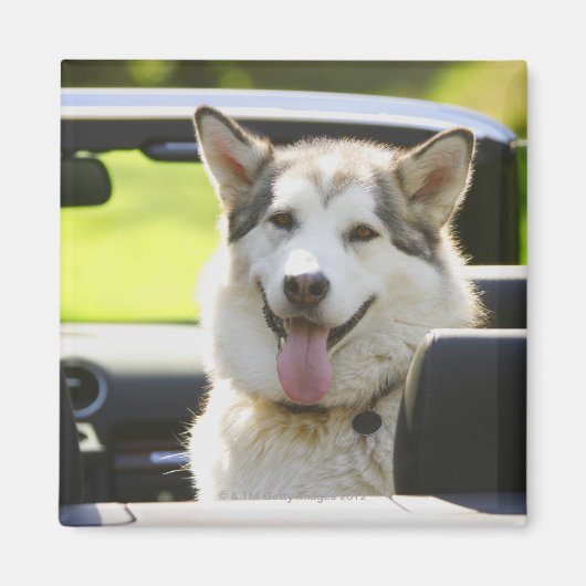 Aimant Chien Husky de convertible (Devant)