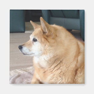 Aimant Chien islandais