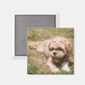 Aimant Chien Lhasa Apso (Recto/Verso)