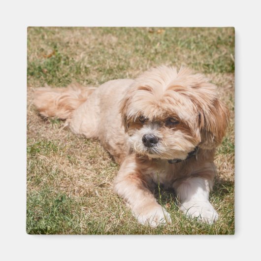 Aimant Chien Lhasa Apso (Devant)