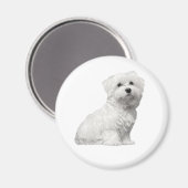 Aimant Chien maltais mignon assis chiot (Recto/Verso)