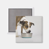 Aimant Chien mangeant dans un bol (Recto/Verso)