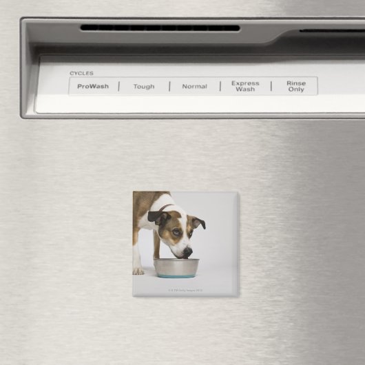 Aimant Chien mangeant dans un bol (In Situ (Lave-vaisselle))