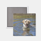 Aimant Chien nageant (Recto/Verso)