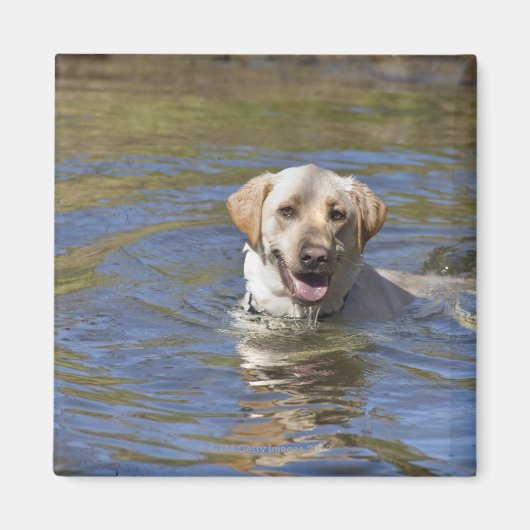 Aimant Chien nageant (Devant)