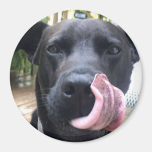 Aimant Chien noir