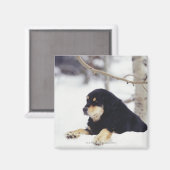 Aimant Chien noir allongé dans la neige (Recto/Verso)