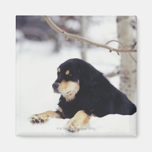 Aimant Chien noir allongé dans la neige (Devant)