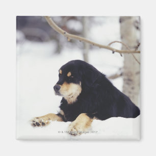 Aimant Chien noir se situant dans la neige