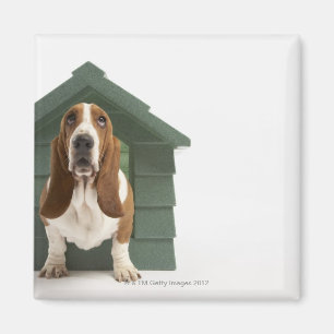 Aimant Chien par le chenil