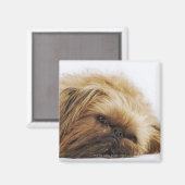Aimant Chien pekingese, gros plan (Recto/Verso)