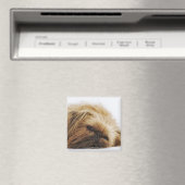 Aimant Chien pekingese, gros plan (In Situ (Lave-vaisselle))