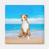 Aimant Chien Pitbull Assis Sur La Plage (Devant)