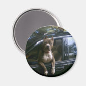 Aimant Chien Pitbull dans l'aimant de voiture (Recto/Verso)