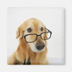 Aimant Chien portant cravate et lunettes assis sur sa cha