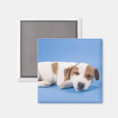 Aimant Chien qui dort (Recto/Verso)
