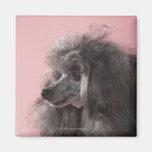 Aimant Chien regardant loin (Devant)