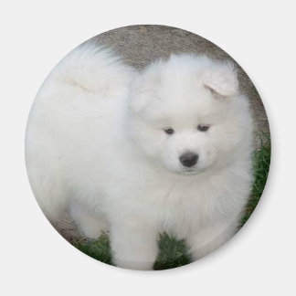 Aimant Chien Samoyé