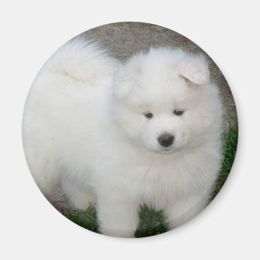 Aimant Chien Samoyé (Devant)