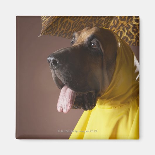 Aimant Chien sanglant. (Devant)