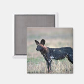Aimant Chien sauvage africain (Recto/Verso)