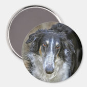 Aimant Chien Secouru de Borzoi (Recto/Verso)