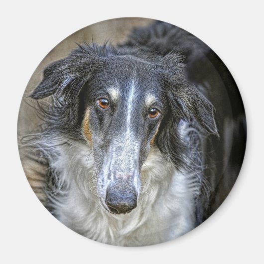 Aimant Chien Secouru de Borzoi (Devant)