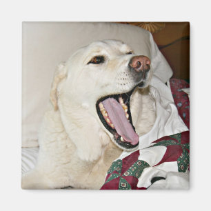 Aimant Chien somnolent