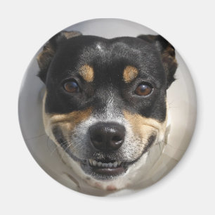 Aimant chien souriant