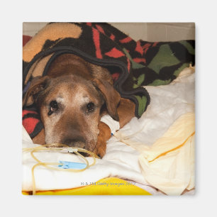 Aimant chien supérieur dans l'unité de soins intensifs