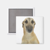 Aimant Chien sur blanc 41 (Recto/Verso)