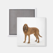 Aimant Chien sur blanc 97 (Recto/Verso)