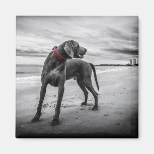 Aimant Chien sur la plage Photo noir et blanc avec collie