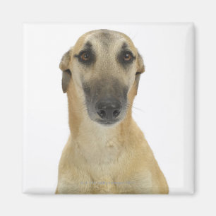 Aimant Chien sur le blanc 41