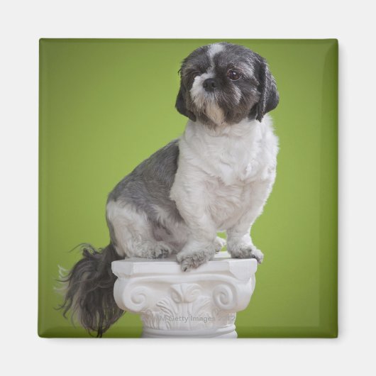 Aimant Chien sur une colonne (Devant)